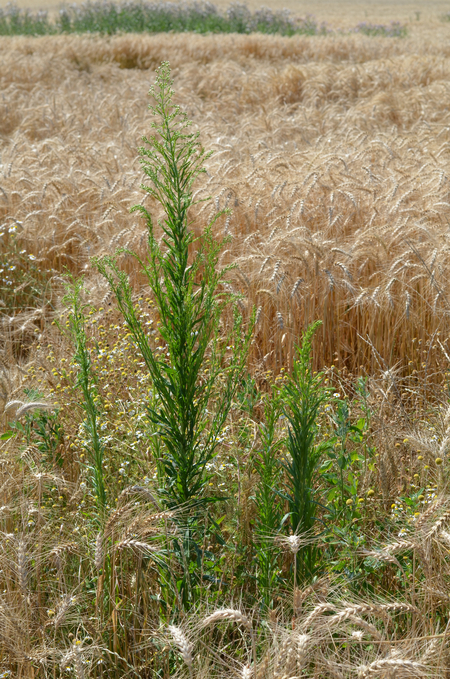 Kanadisches Berufkraut in einem Getreidefeld (Enlarges Image in Dialog Window)