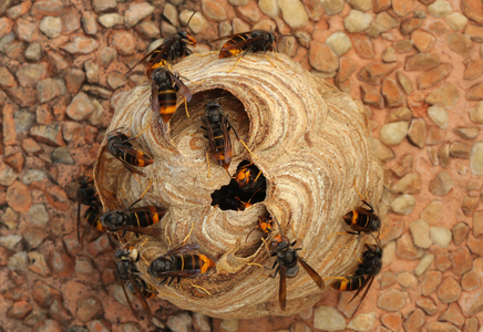 Nest der Asiatische Hornisse, Vespa Velutina