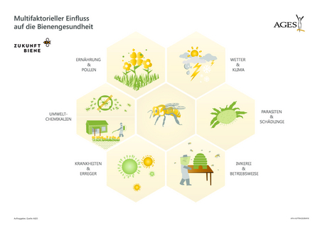Multifaktorieller Einfluss auf die Bienengesundheit: Wetter, Parasiten, Betriebsweise, Krankheiten, Umweltchemikalien, Ernährung. (Vergrößert das Bild in einem Dialog Fenster)