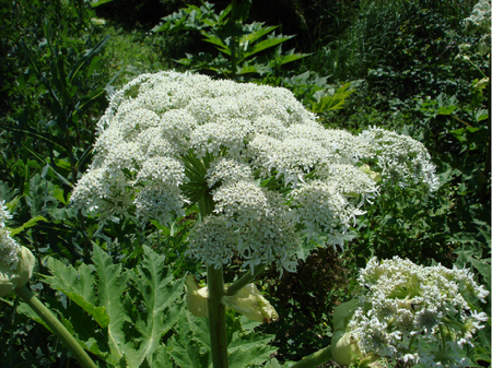 weiße Blüten des Riesenbärenklaus