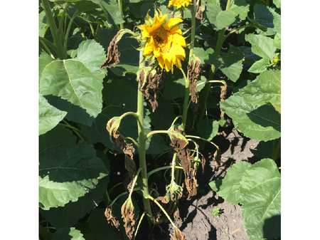 Befallene Sonnenblumenpflanzen mit typischen Welkesymptomen