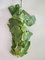  (Vergrößert das Bild in einem Dialog Fenster)