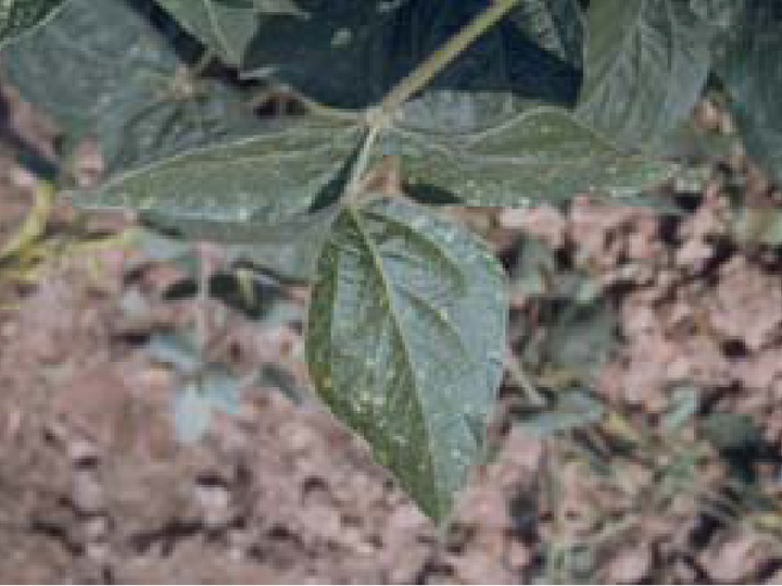 Sojabohnenblatt mit kleinen, gelblichen Flecken