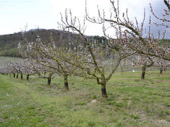 © Monika Riedle, HBLB und BA für Wein-und Obstbau Klosterneuburg Zwischen blühenden Marillenbäumen steht ein befallener Baum, bei dem die Blätter bereits austreiben