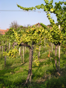  (Vergrößert das Bild in einem Dialog Fenster)