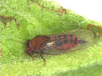 Großer Birnblattsauger auf einem Blatt