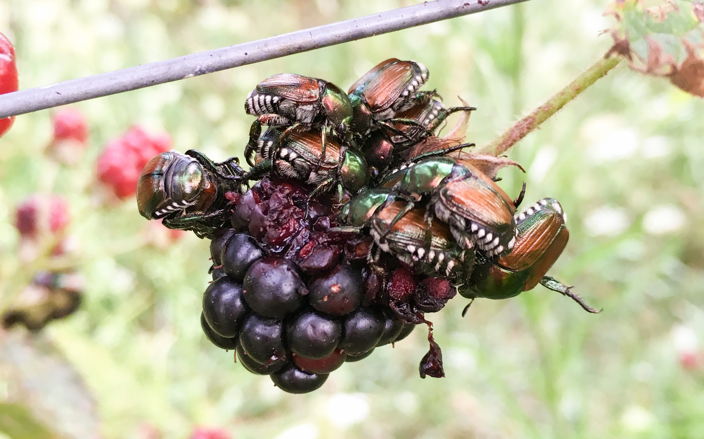 Abbildung Japankäfer auf Brombeere (Enlarges Image in Dialog Window)