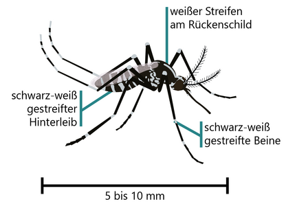 Erkennungsmerkmale der Asiatischen Tigermücke
