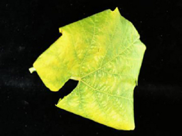 © AGES/Reisenzein die Blattadern sind durch Phytoplasmenbefall vergilbt