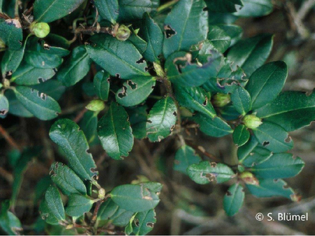 Rhododendronzweig mit buchtenförmig angefressenen Blättern