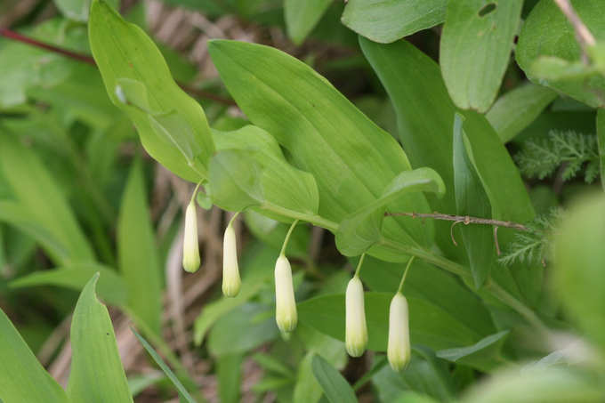 Genuine Solomon seal