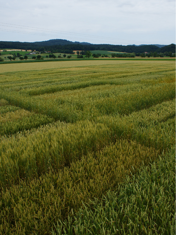 Verschiedene Weizensorten auf einem Feld in Zinsenhof