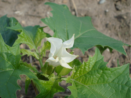 Common thorn apple - AGES