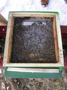 Dieses Volk hat den Winter nicht überlebt, viele tote Bienen liegen im Bodenbrett des Bienenstockes. (Vergrößert das Bild in einem Dialog Fenster)