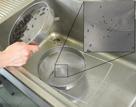 Determination of varroa load: the varroa mites are washed into the lower sieve, the bees remain in the upper sieve. (Enlarges Image in Dialog Window)