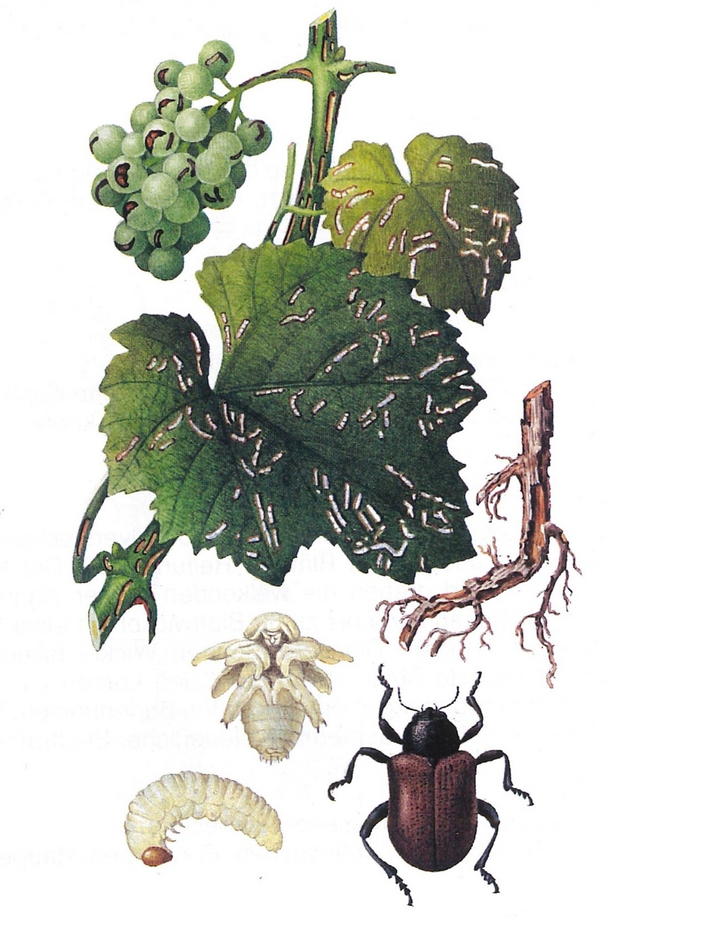 Fraßspuren auf Trauben und Blatt einer Weinrebe und Schaderreger Abbildung (Vergrößert das Bild in einem Dialog Fenster)