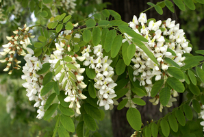 Scheinakazie (Robinia pseudacacia) – Blütenstand nach unten hängend (Enlarges Image in Dialog Window)