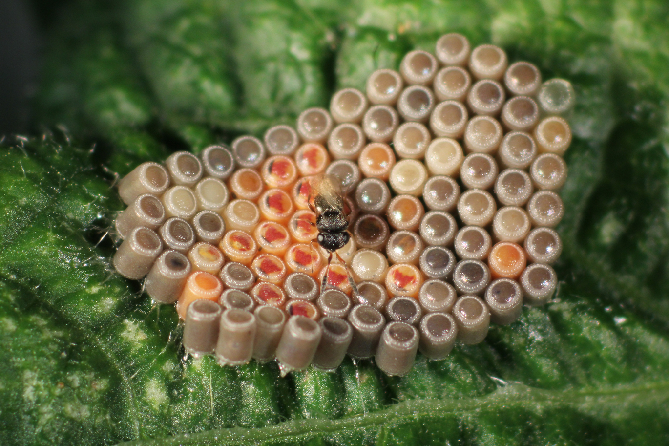 Schlupfwespe Trissolcus basalis auf Eiern der Grünen Reiswanze (Vergrößert das Bild in einem Dialog Fenster)