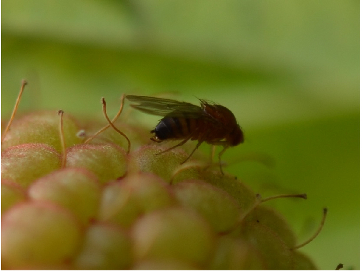 Kirschessigfliege auf einer Frucht bei der Eiablage