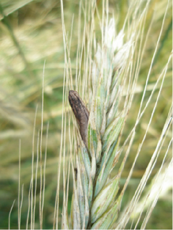 Dunkelbraunes Sklerotium an Roggenähre, das deutlich größer ist als ein einzelnes Roggenkorn