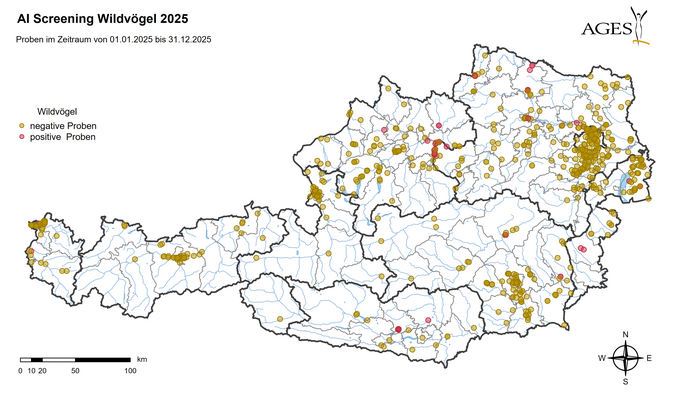 Aviäre Influenza Screening bei Wildvögeln 2025 (Vergrößert das Bild in einem Dialog Fenster)