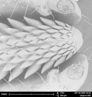 Barbed proboscis (Enlarges Image in Dialog Window)