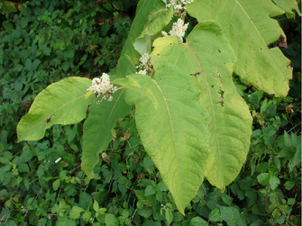 Blütenstand des Sachalin-Knöterichs mit kleinen, weißen Blüten und großen Blättern