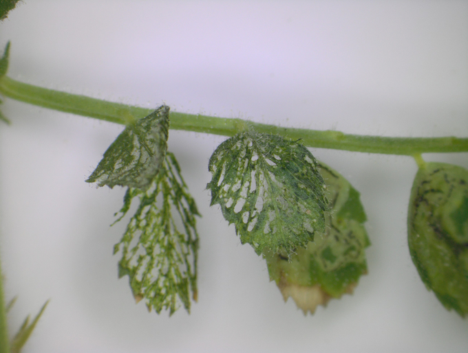 Fraß des Baumwollkapselwurmes an Kichererbsenblätter