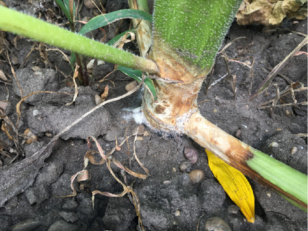 Hellbraune bis weißliche Aufhellung am Stängelgrund einer befallenen Sonnenblumenpflanze