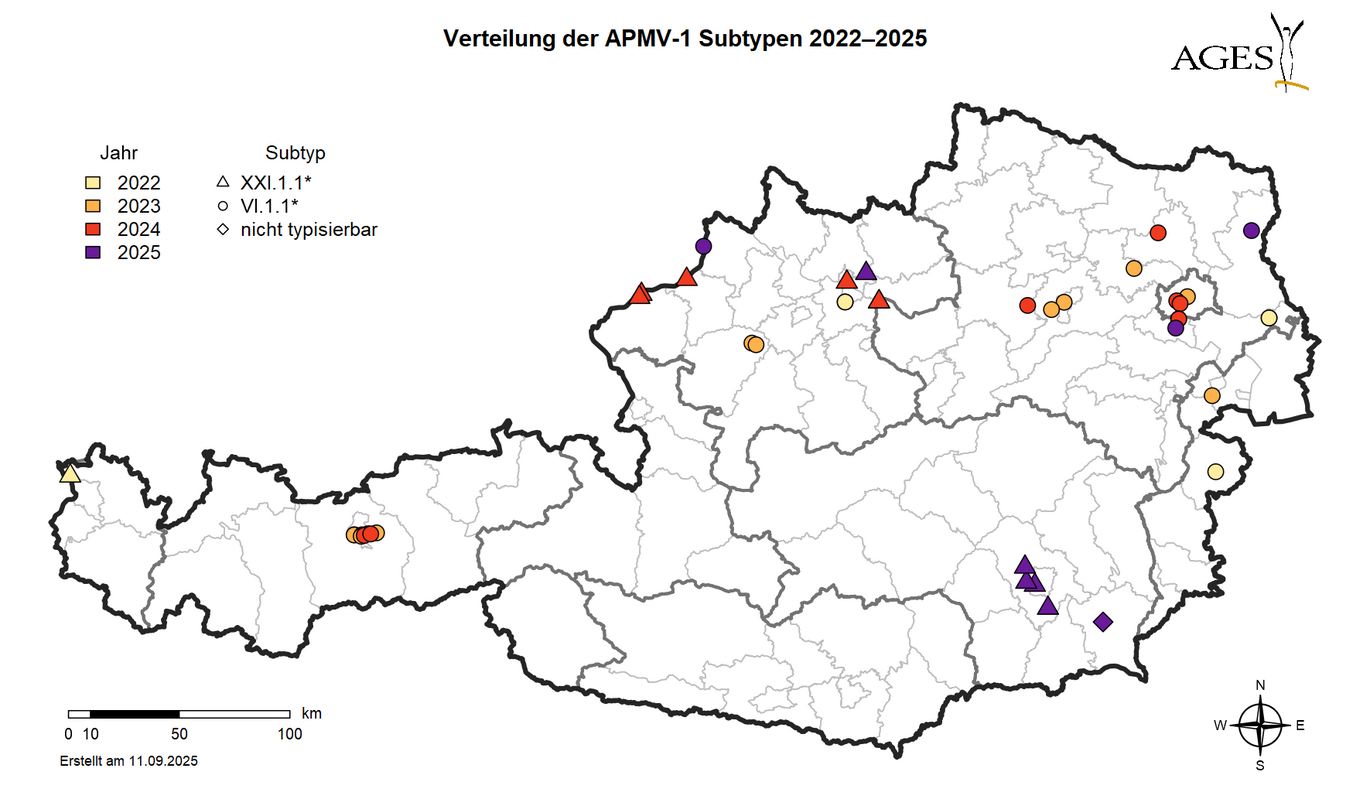 Verteilung der nachgewiesen APMV-1 - Genotypen bei (Wild-)Tauben in Österreich im Zeitraum 2022 bis 2025