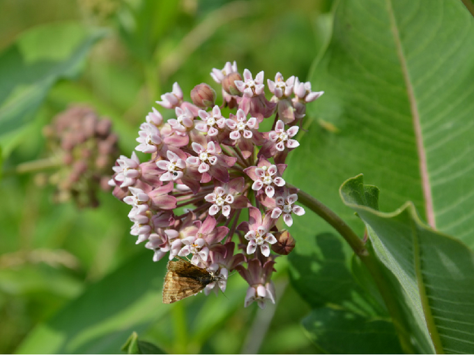 Blüte der Gewöhnlichen Seidenpflanze