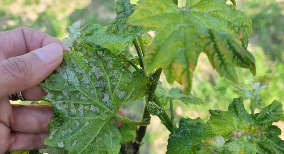 Pockenmilbe Filzrasen Blattunterseite (Enlarges Image in Dialog Window)