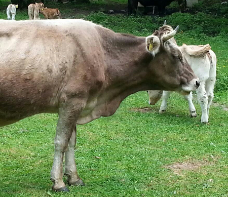 Darstellung Kuh mit Lumpy skin disease typische Hautschwellungen (Enlarges Image in Dialog Window)
