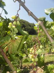  (Vergrößert das Bild in einem Dialog Fenster)