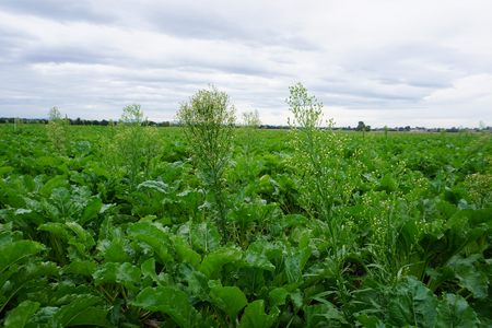 Kanadisches Berufkraut in einem Zuckerrübenfeld (Enlarges Image in Dialog Window)