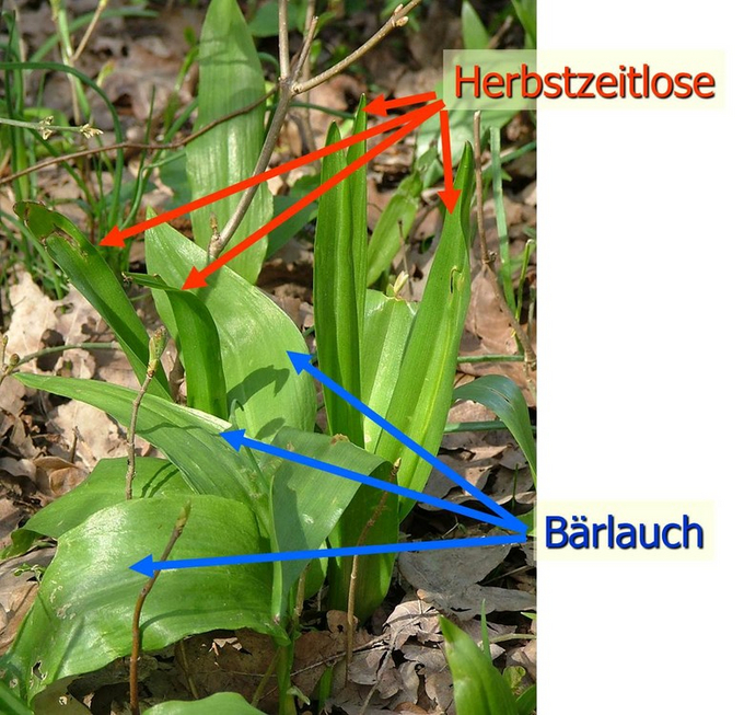 Foto von Bärlauch und Herbszeitlose, die durcheinander wachsen
