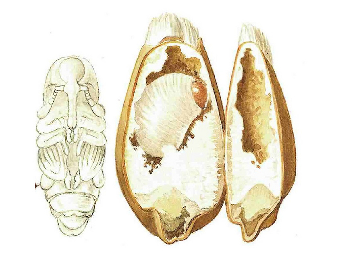 Kornkäferpuppe sowie eine Larve im Inneren eines Getreidekorns