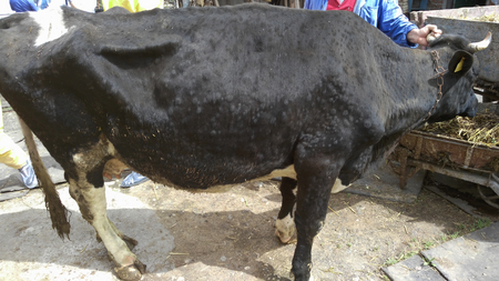 Darstellung Kuh mit Lumpy skin disease typische Hautschwellungen (Enlarges Image in Dialog Window)