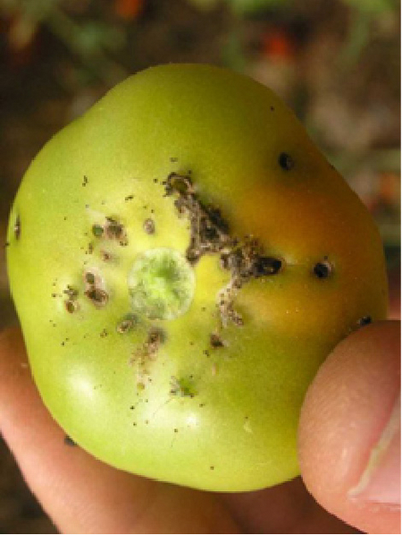 braune Ausbohrlöcher an einer noch grünen Tomate 