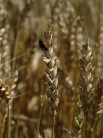 Trockene Weizenähre mit dunklem Sklerotium in einem Feldbestand