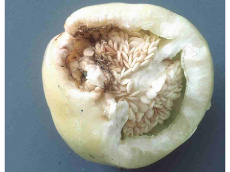 © AGES/Kahrer Angefressene Paprikafrucht mit Kotresten