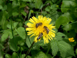  Löwenzahn (Taraxacum officinale) – Blütenstand aufrechtstehend (Enlarges Image in Dialog Window)