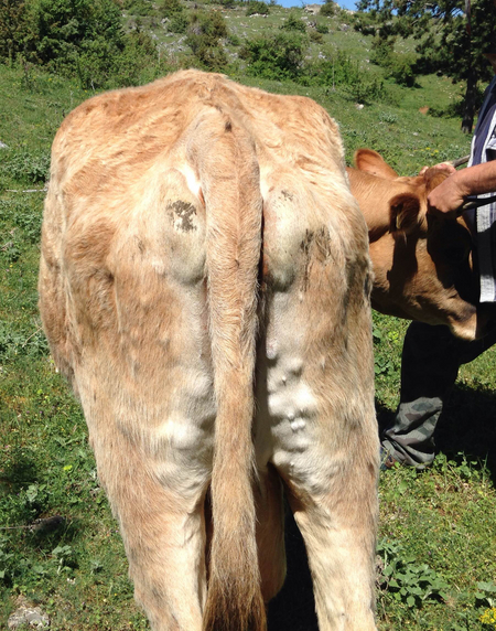 Darstellung Kuh mit Lumpy skin disease typische Hautschwellungen (Enlarges Image in Dialog Window)