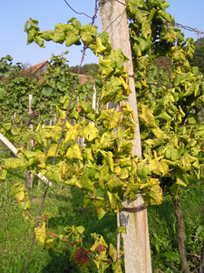  (Vergrößert das Bild in einem Dialog Fenster)