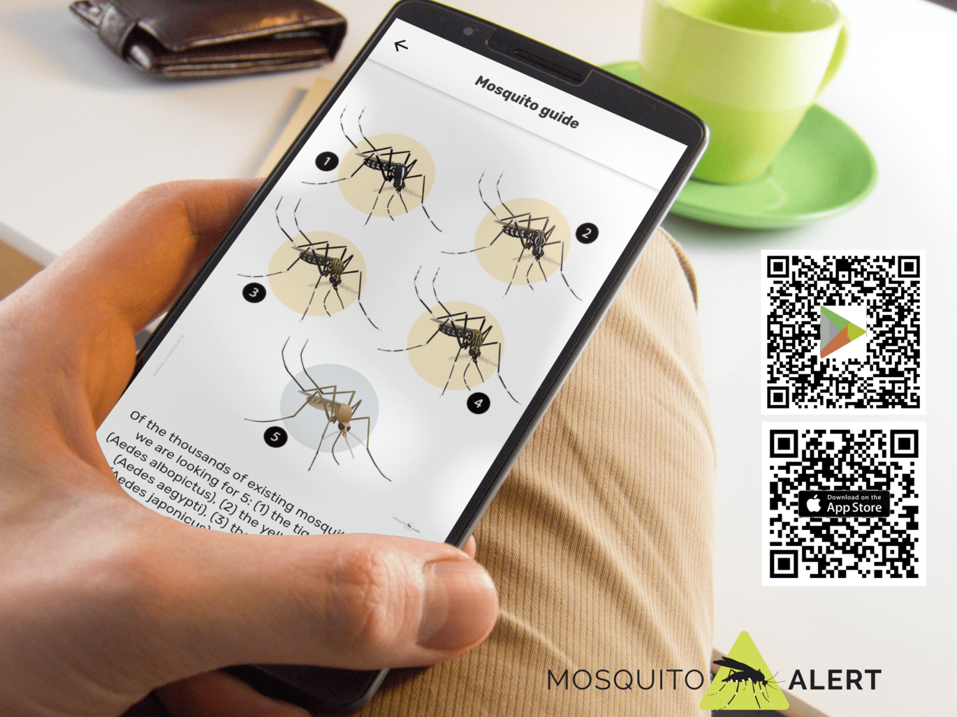 Bild von mosquitoalert.com