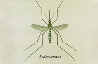 Adulte Aedes vexans Bild einer Überschwemmungs-Gelse