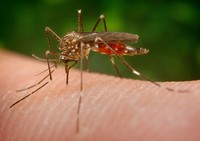 © James Gathany, CDC Bild einer Aedes japonicus