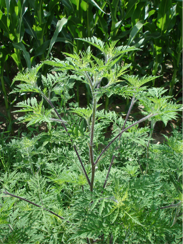 Ambrosiapflanze