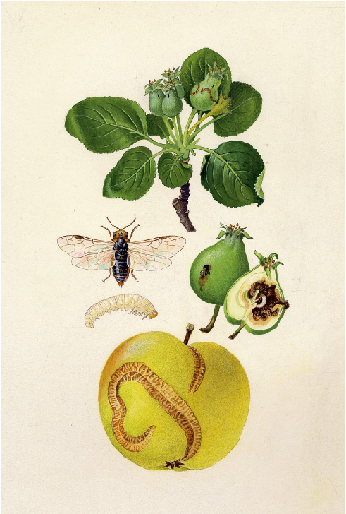 © AGES/Kohlhaas Aquarell: Apfelsägewespe (Wespe, Larve) und Schadbild