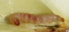 © AGES/Lethmayer rosa-gelbliche Raupe in einem Apfel